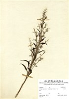 藏品(一枝黃花)的圖片